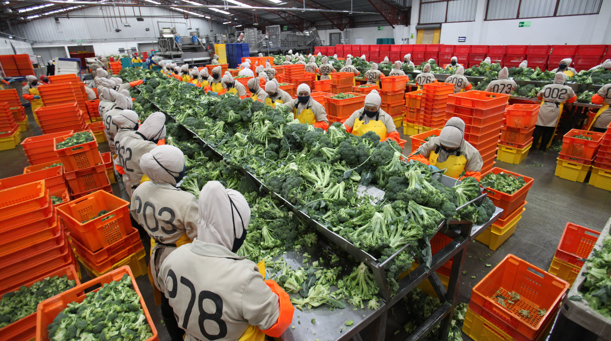 La producción de brócoli en la empresa Provefrut, en Cotopaxi, se exporta a Japón y Estados Unidos. Foto: Julio Estrella / EL COMERCIO