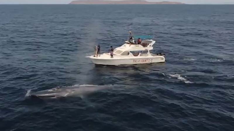 Un grupo de investigadores reportó un reciente y poco habitual avistamiento de ballena azul frente a las costas de Ecuador. Foto: wildaidec.org