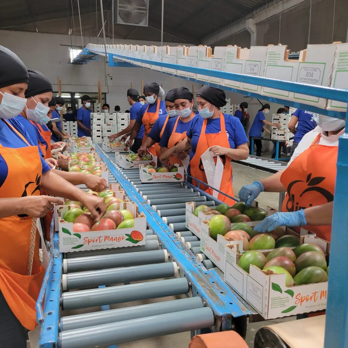 El mango es uno de los productos agrícolas y agroindustrial que tuvo un decrecimiento en valor. Su principal mercado es Estados Unidos. Foto: Cortesía / Fundación Mango Ecuador