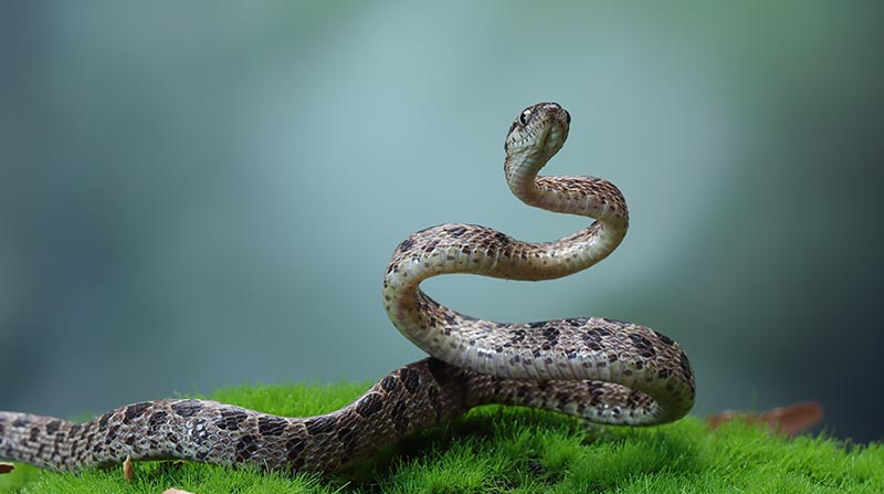 Imagen referencial. Dos serpientes pitón fueron halladas en el tumbado de una casa en Malasia. Foto: Freepik