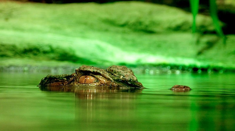Imagen referencial. El caimán capturado medía casi 11 pies (3,3 metros) de largo. Foto: Pixabay