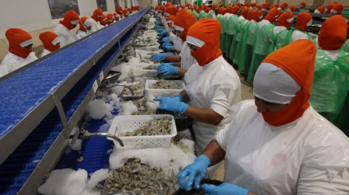 Trabajadores descabezan el camarón en una planta industrial ubicada en el cantón Durán, provincia del Guayas. Foto: Archivo / El Comercio