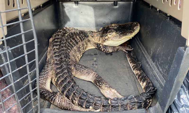 El caimán fue visto flotando en un estanque y, tras ser capturado, fue llevado al Centro de Cuidado de Animales de Nueva York. Foto: New York Post
