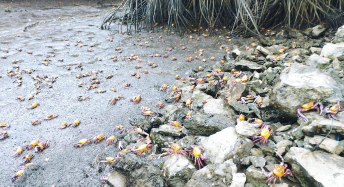 Las autoridades han decomisado más de 4 500 unidades solo de cangrejo rojo en las provincias de Guayas y El Oro, en el primer período de veda del 2023. Foto: Ministerio de Producción.