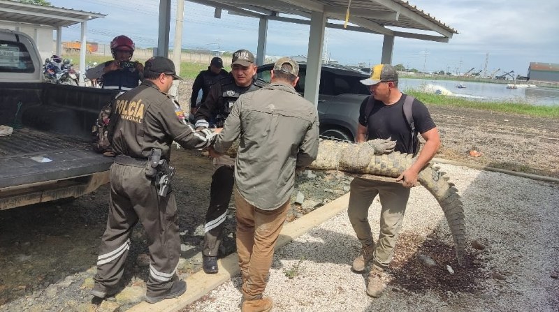 Autoridades ambientales trasladaron al cocodrilo hasta un sitio seguro. Foto: Policía Nacional