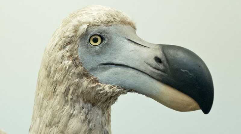 Científicos buscan recrear el ADN del dodo para revivirlo. Foto: Internet