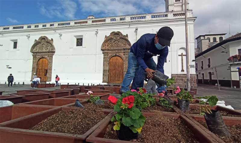 En 2022 ya sembraron 7 000 geranios en Quito. Foto: Armando Lara / EL COMERCIO
