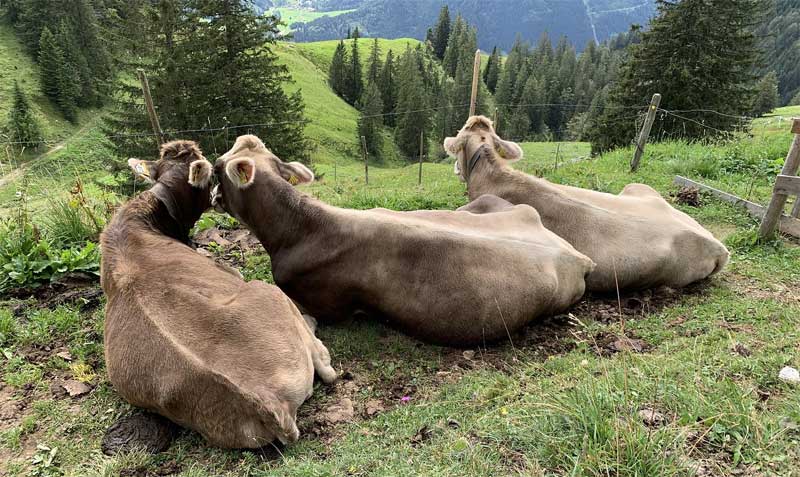 Imagen referencial. Según la supervisora del Bosque Nacional de Gila el ganado salvaje que habita en esa zona es agresivo con los visitantes. Foto: Pixabay
