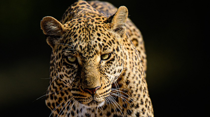Imagen referencial. El leopardo atacó a varias personas antes de que los agentes fuesen alertados y llegasen a la zona. Foto: Pixabay