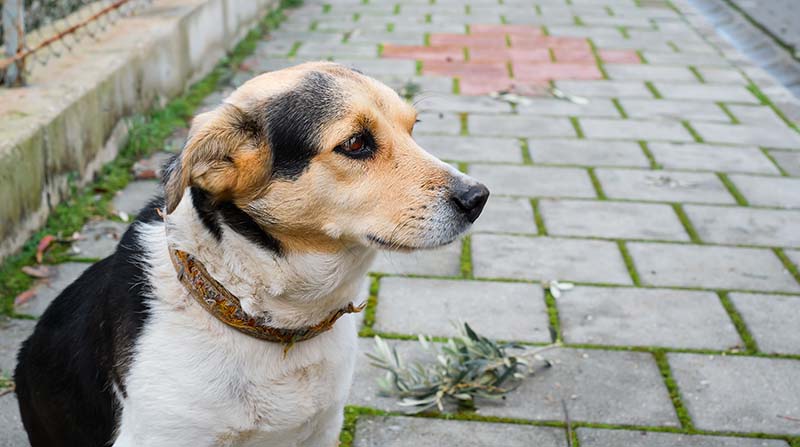 Imagen referencial. El perrito permaneció fiel, por varias horas, junto al cuerpo de su dueño, quien falleció en las calles del Centro de Quito. foto: Freepik