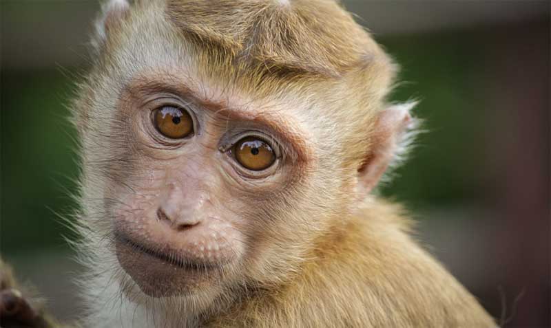 Imagen referencial. Los monos que estaban siendo utilizados para estudios biomédicos en un centro científico del departamento colombiano del Valle del Cauca. Foto: Pixabay