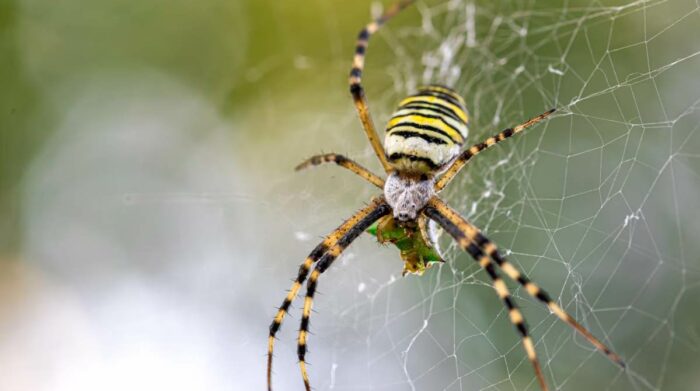 Las especies de arañas fueron encontradas en las provincias de Napo, Pastaza y Sucumbios. Imagen referencial. Foto: Freepik