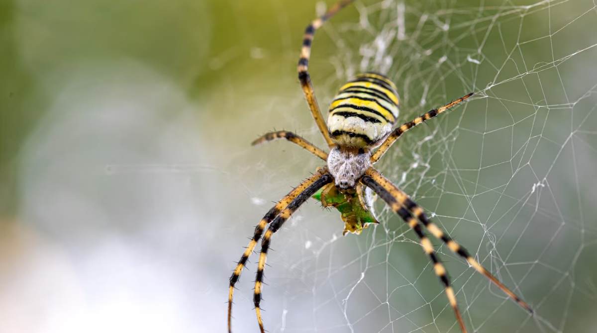 Las especies de arañas fueron encontradas en las provincias de Napo, Pastaza y Sucumbios. Imagen referencial. Foto: Freepik
