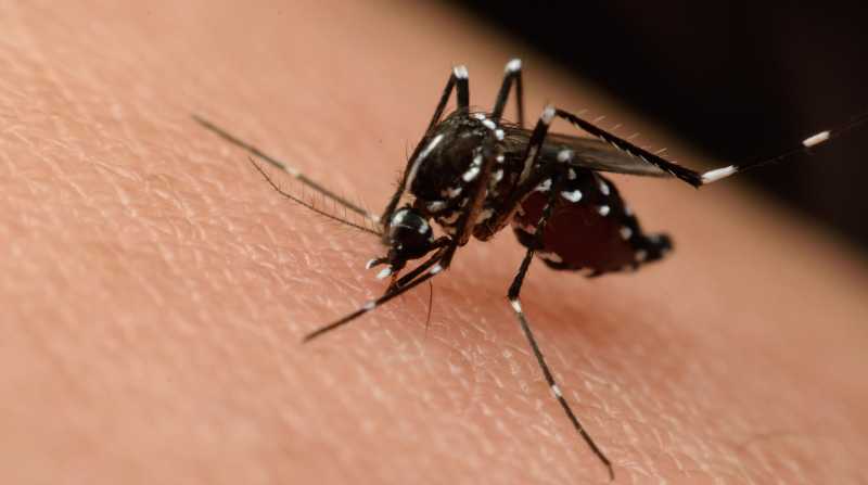 Autoridades de Paraguay unifican acciones por el virus el chikunguña. Foto: Internet
