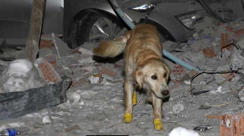 Kopuk, perro rescatista, que trabajó arduamente entre los escombros. Foto: Internet