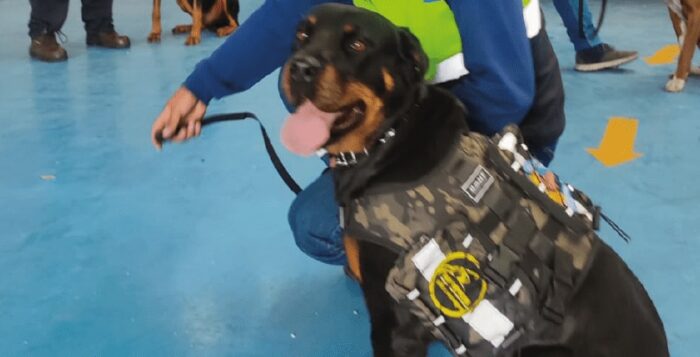 Algunos perritos fueron integrados al grupo de vigilancia canina (K9). Foto: Metro de Quito