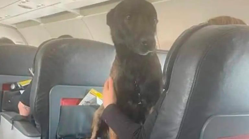 Los canes que participaron de labores de rescate en Turquía viajaron en primera clase de los aviones durante el regreso a sus países de orígenes. Foto: Redes sociales
