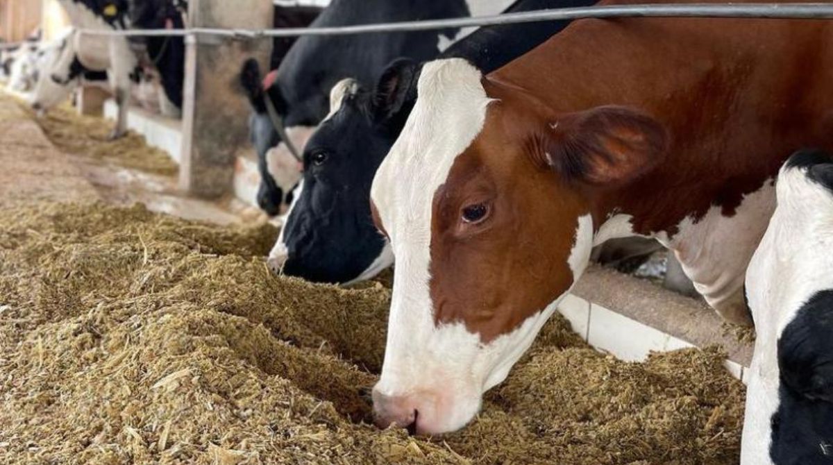 Brasil investiga un caso de vacas locas, de acuerdo a un informe del Gobierno. Foto: cortesía