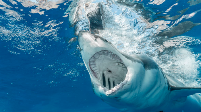 Los navegantes fueron testigos de decenas de tiburones que cazaban peces. Foto: Pexels