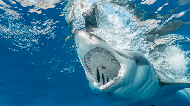 Los navegantes fueron testigos de decenas de tiburones que cazaban peces. Foto: Pexels