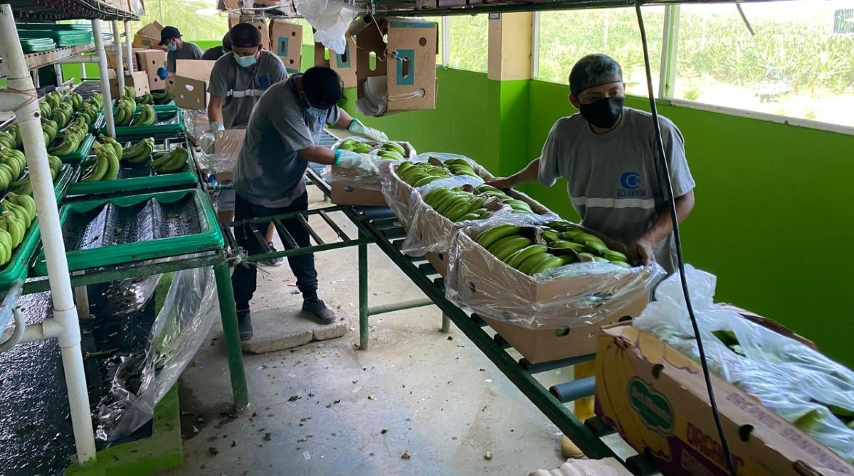 El volumen y ventas de exportación de banano ecuatoriano se recuperaron en enero del 2023 frente al mismo mes del 2022. Foto: Cortesía / Acorbanec