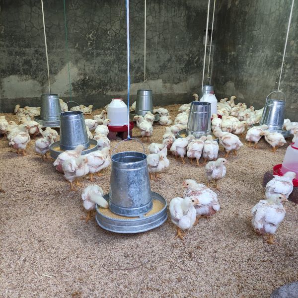 Las pequeñas granjas trabajan en temas de bioseguridad para evitar posibles contagios con la influenza aviar. Foto. Cortesía
