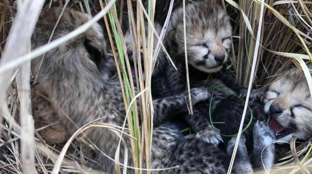 Tras 70 años de haberse extinguido los guepardos en la India, el miércoles 29 de marzo, nació la primera camada de esta especie. Foto: Twitter