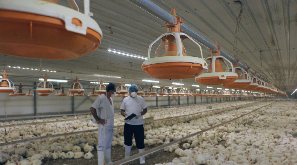 Las granjas avícolas de Cotopaxi y Tungurahua aplican controles de bioseguridad para evitar la gripe aviar. Por la falta de producción, el precio de los huevos subió en Ecuador. Foto: Cortesía / MAG