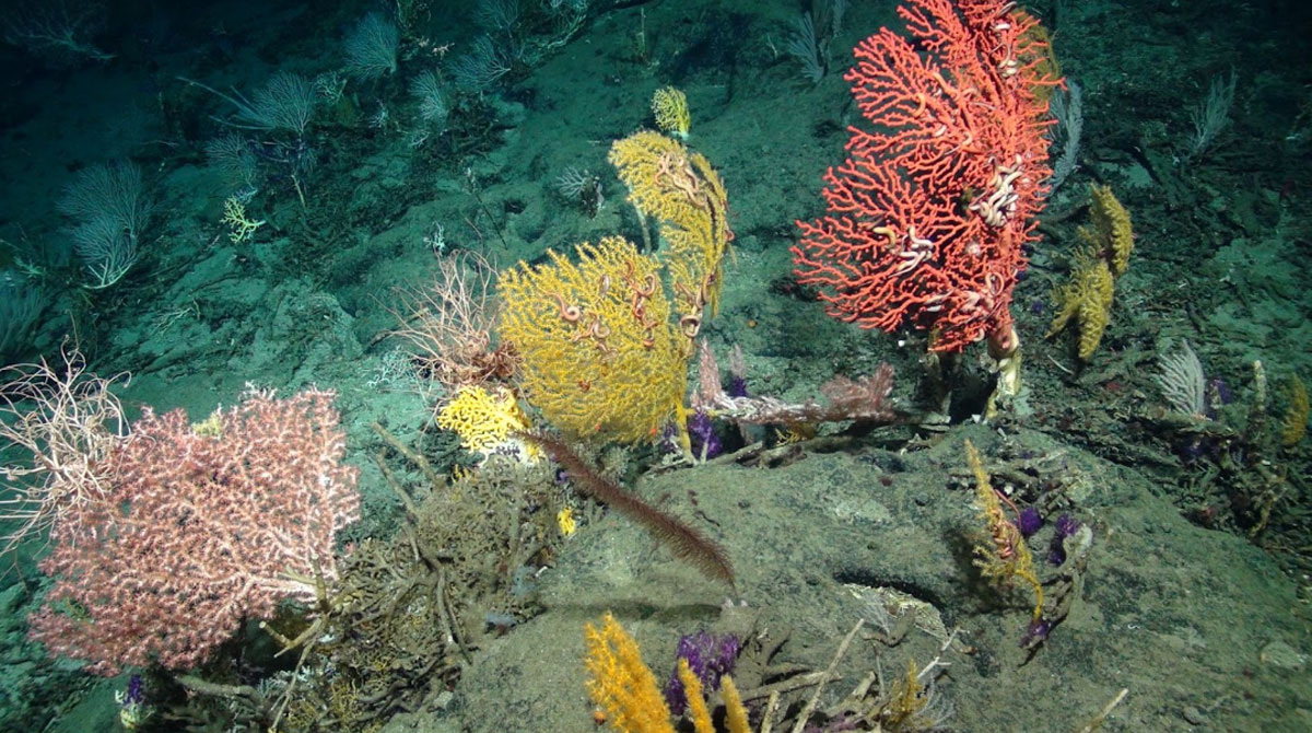 Durante una expedición con submarino en Galápagos se descubrió arrecifes de coral de aguas profundas. Foto: Portal Galapagos Deep 2023