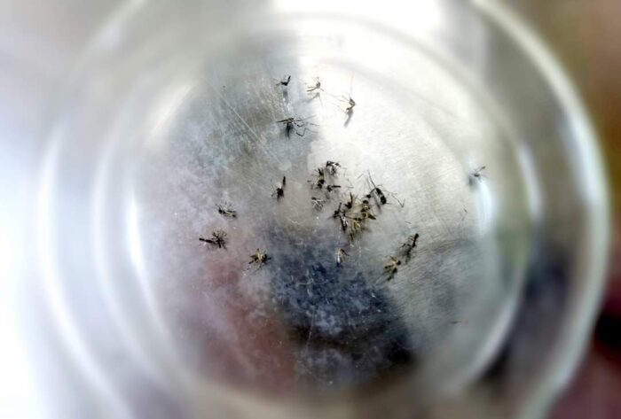 Los mosquitos esterilizados fueron sometidos a frío para su traslado a las islas Galápagos. En Bellavista, la parroquia donde fueron liberados, serán monitoreados con luz UV. Previamente fueron rociados con polvos fluorescentes. Cortesía: Inspi