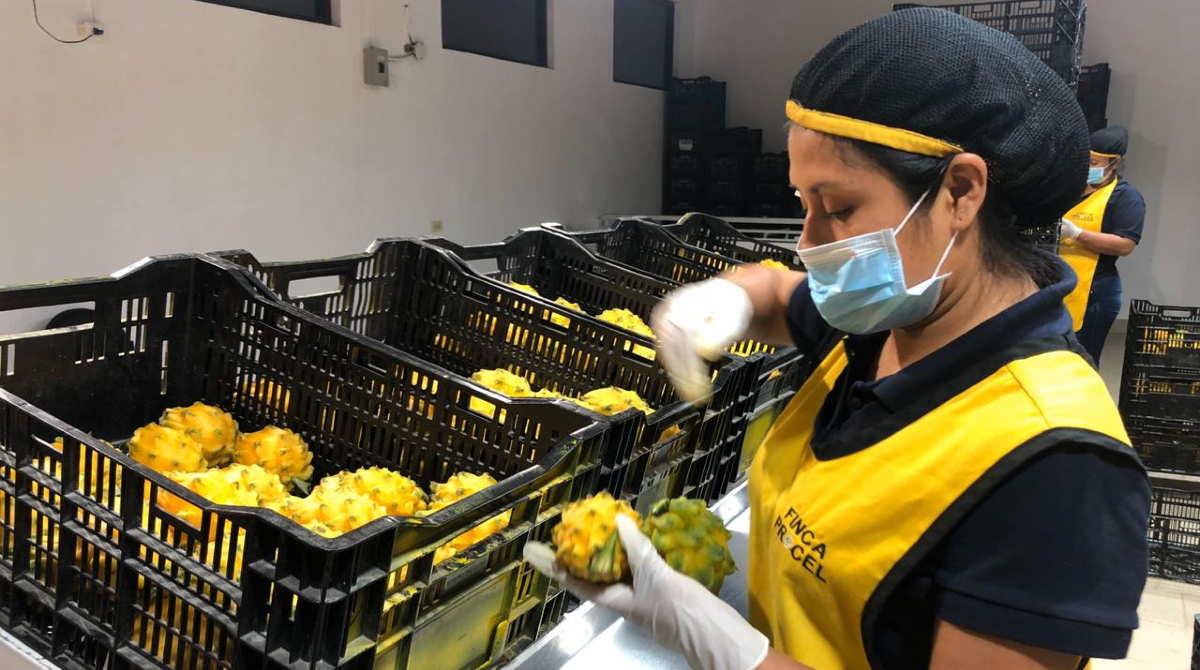 La finca Procel, de Palora, exporta pitahaya amarilla. El sector envía de seis a ocho contenedores semanales a los mercados. Foto: Cortesía / Finca Procel