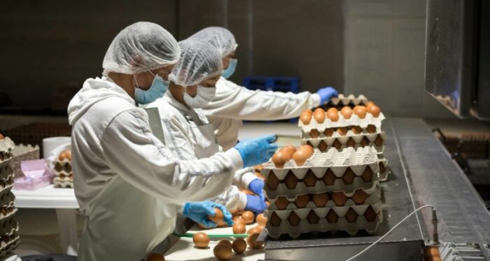 En la empresa Incubandina se escogen los huevos para la producción de las pollitas bebé. Estas se comercializan a las avícolas para el cambio de productoras en las granjas. Foto: Cortesía. 