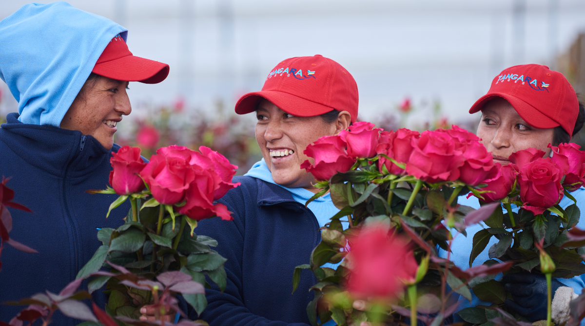 Las rosas de Tangara Roses, en Cotopaxi, se exportaron a cinco países por el Día de la Mujer. Foto: Cortesía / Tangara Roses