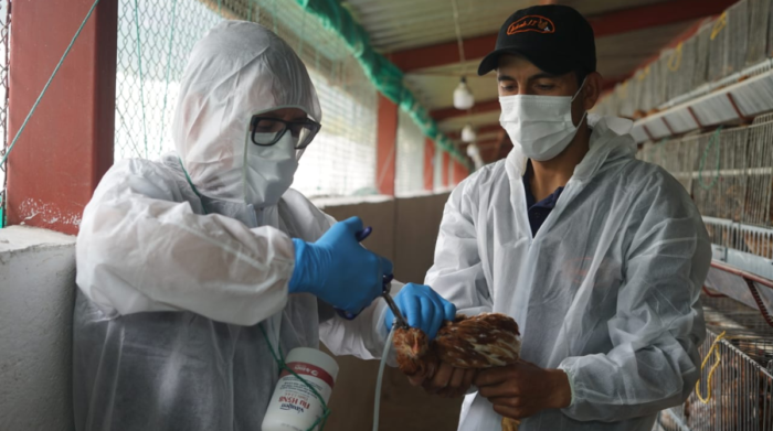 La vacunación contra la gripe aviar empezó en una granja avícola de Puéllaro, en el norte de Pichincha.