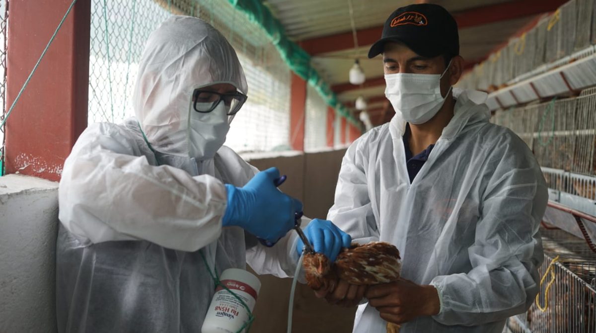 La vacunación contra la gripe aviar empezó en una granja avícola de Puéllaro, en el norte de Pichincha.
