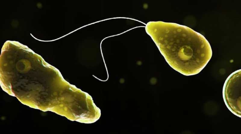 Una ameba provocó una infección en un un hombre y este murió. Foto: Internet