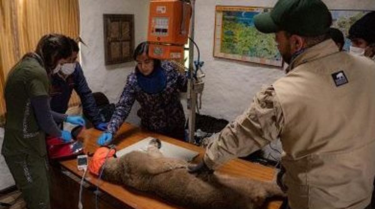 Puma hembra asistido en su traslado hacia el Zoológico de Guayllabamba. Foto: Boletín Quito Informa