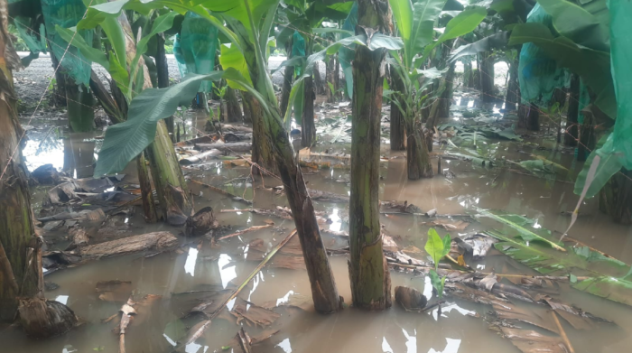 Las lluvias que afectan al país causaron el desborde del río Bulubulu, lo que provocó inundaciones en dos cantones del Guayas. Foto cortesía José Luis Romero