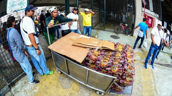  El movimiento en el mercado de la Caraguay con la venta de cangrejos se intensificó. Foto: Enrique Pesantes / EL COMERCIO