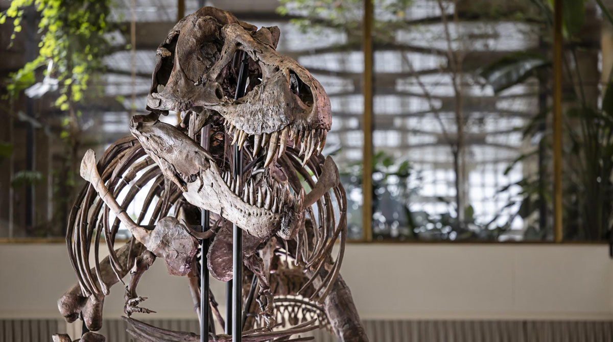 El fósil del dinosaurio saldrá a la venta el próximo 18 de abril por un precio estimado de entre USD 5 y 8 millones (entre 4,6 y 7,4 millones de euros). Foto: EFE