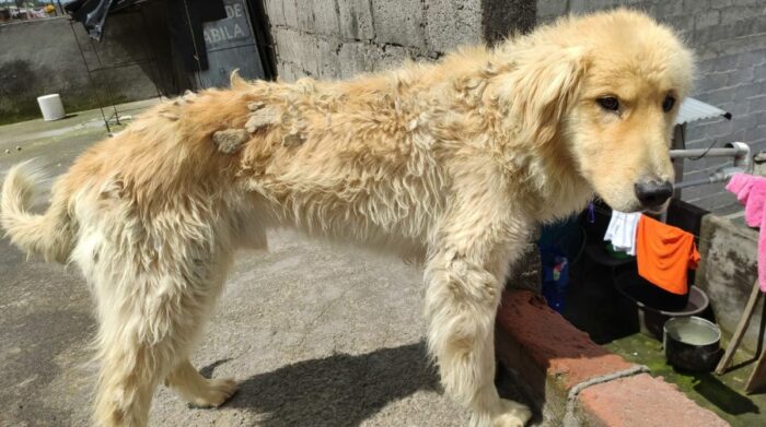 'Cuquita' y 'Sandy' no contaban con el cuidado necesario. Foto: Twitter Unidad de Bienestar Animal Quito