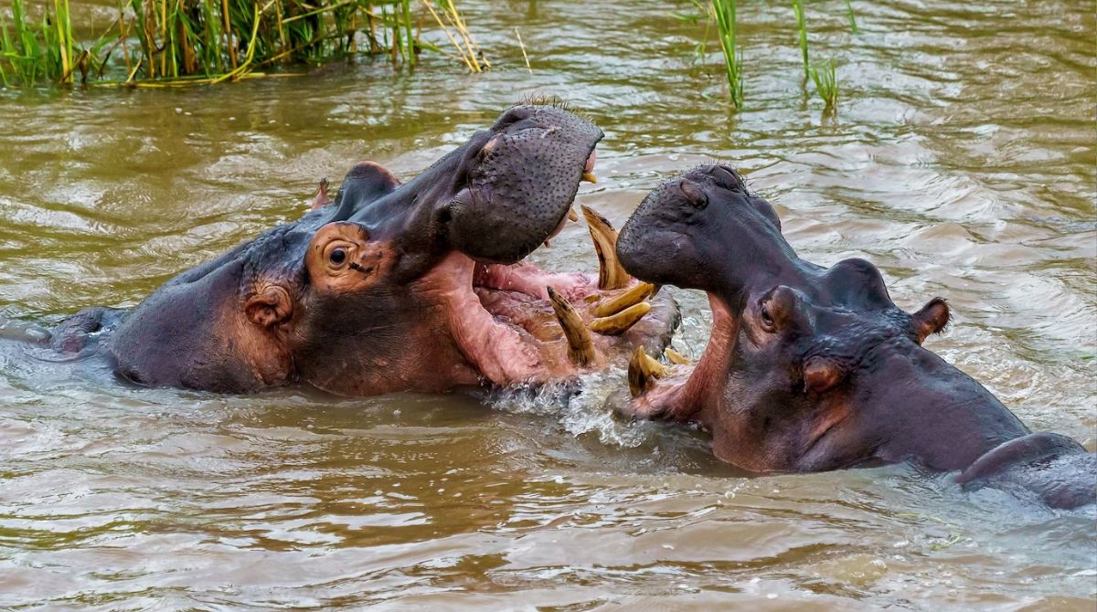 Pablo Escobar adquirió 4 hipopótamos en 1984 para su hacienda. Hoy son un problema. Foto: Freepik