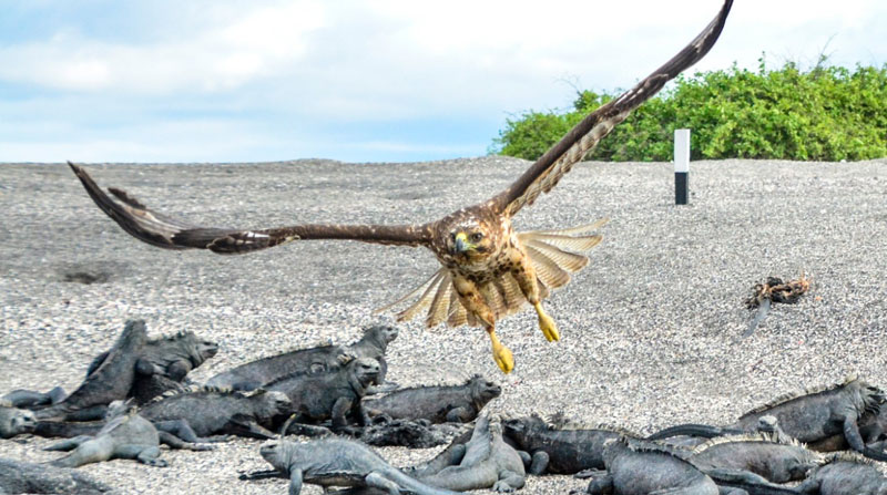 Imagen referencial. La prueba realizada por un caso sospechoso de gripe aviar en Galápagos resultó negativa. Foto: Facebook Parque Nacional Galápagos