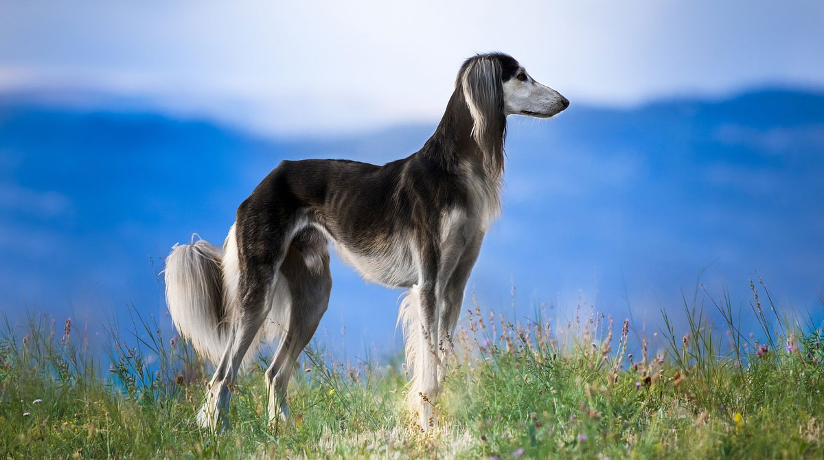 Un estudio halló la relación entre el tamaño y la esperanza de vida de los perros. Foto: Pixabay