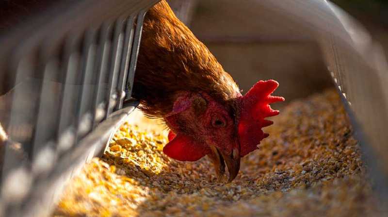Continúan los casos de gripe aviar en Perú. Foto: Freepik
