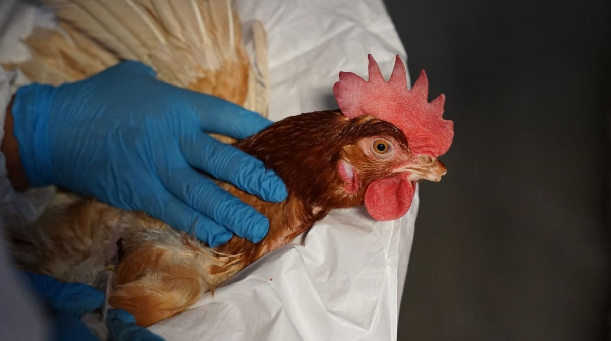 Científicos investigan cuáles son los alcances y efectos de los contagios de la gripe aviar H3N8 en humanos. Foto: Ministerio de Agricultura