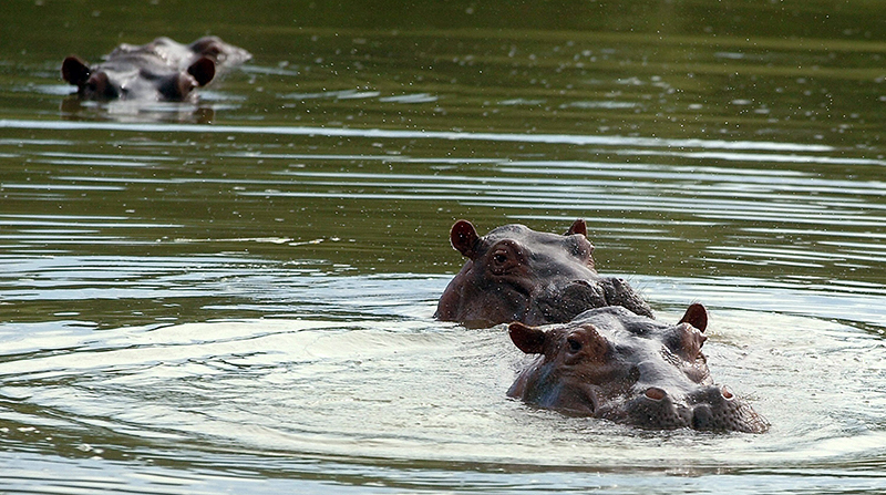 Vista de tres hipopótamos que pertenecieron al narcotraficante Pablo Escobar, en una fotografía de archivo. Foto: EFE