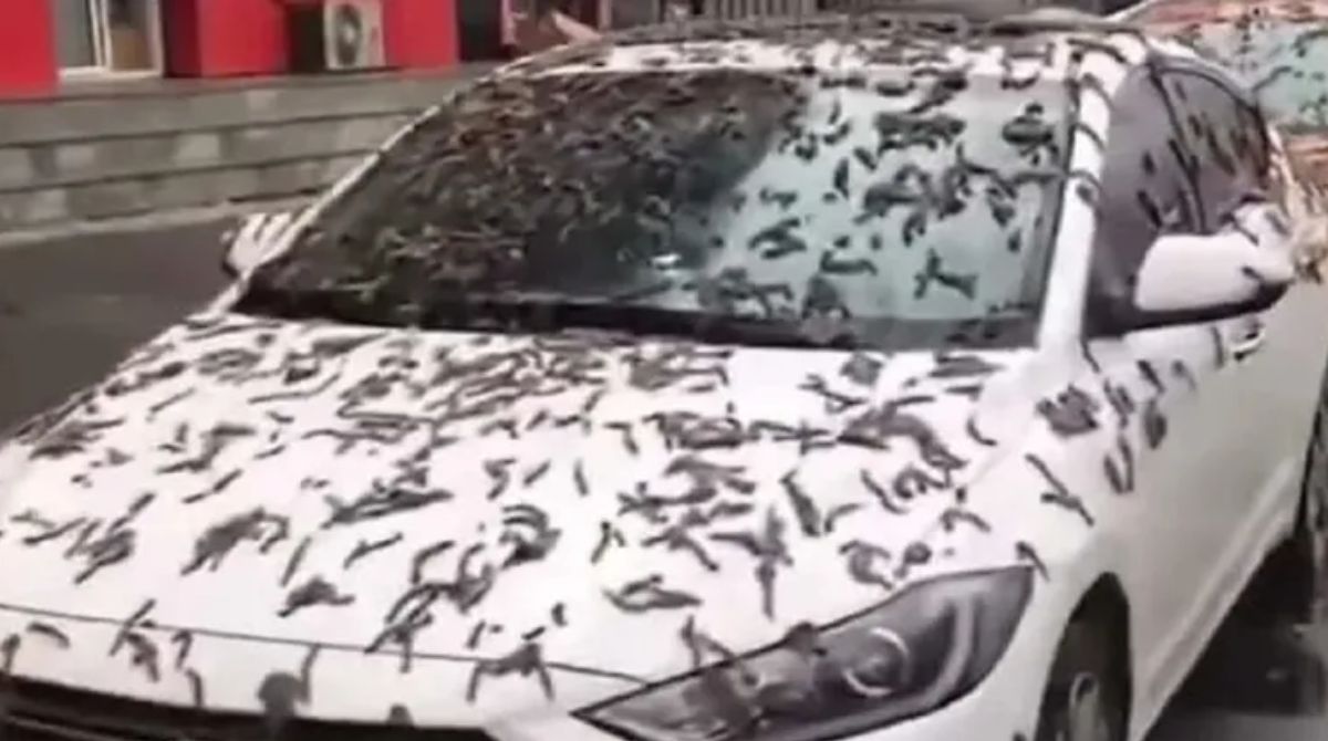 En redes sociales circularon videos de la supuesta lluvia de gusanos en China. Foto: Captura de pantalla