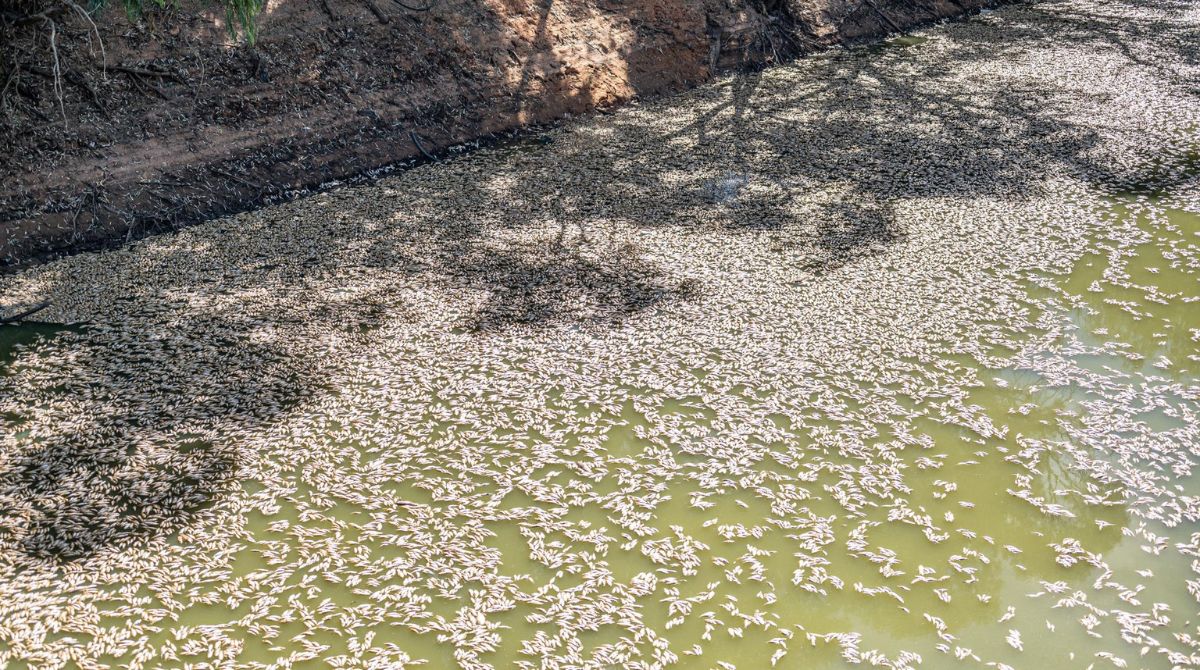 Miles de peces muertos sobre el río Darling, Australia. Foto: EFE