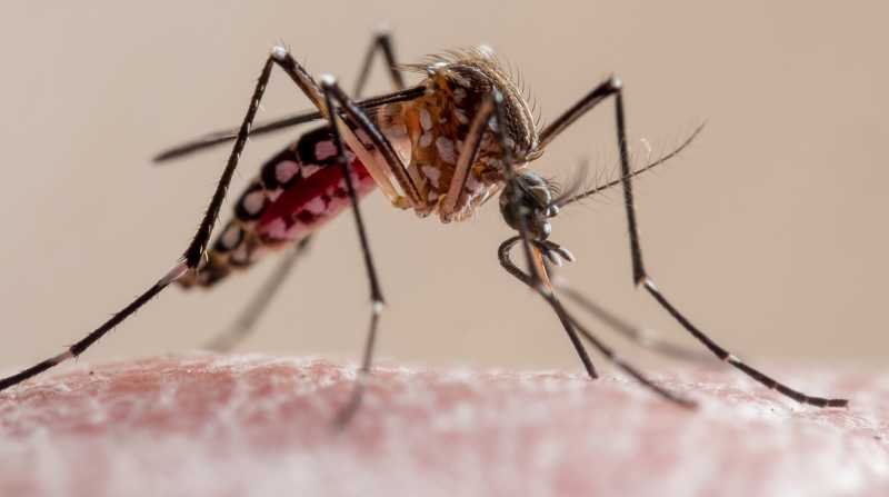 Un mosquito es el transmisor de chikungunya. Foto: Cortesía